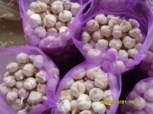 chinese garlic