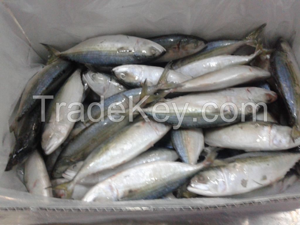 frozen Indian mackerel 