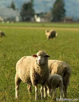 sheep feed importers,sheep feed buyers,sheep feed importer,buy sheep feed,sheep feed buyer,import sheep feed,sheep feed suppliers