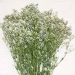 GYPSOPHILA ROOT