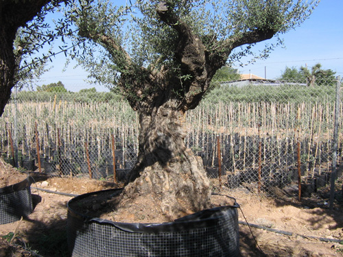 Centenaries Old Olive Trees