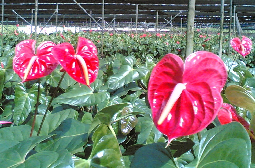 Anthurium Fresh Cut Flowers