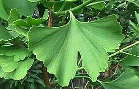 sell Ginkgo Biloba Leaf *****