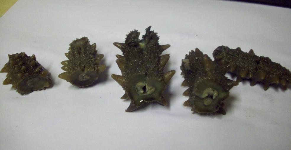 Dalian Sea Cucumber (Stichopus japonicus 2)