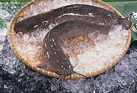 sell frozen seafood Channel catfish