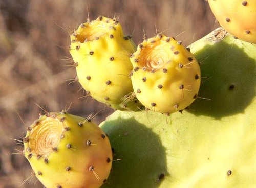 The prickly pear