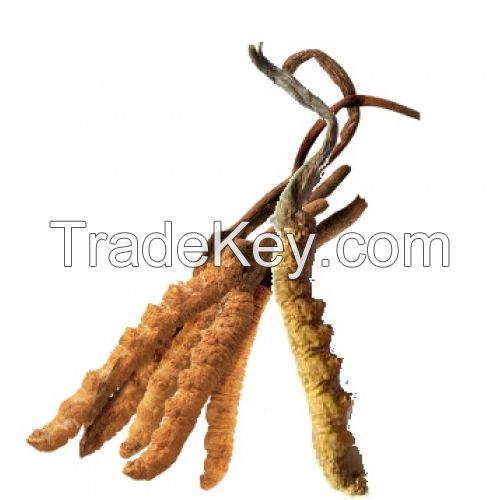 cordycep