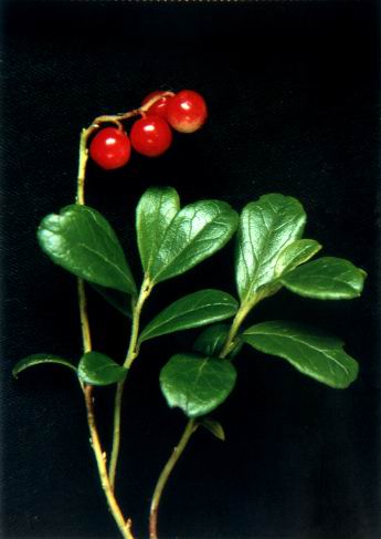 Lingonberry  extract (info2 at snowlotusbiotech dot com)