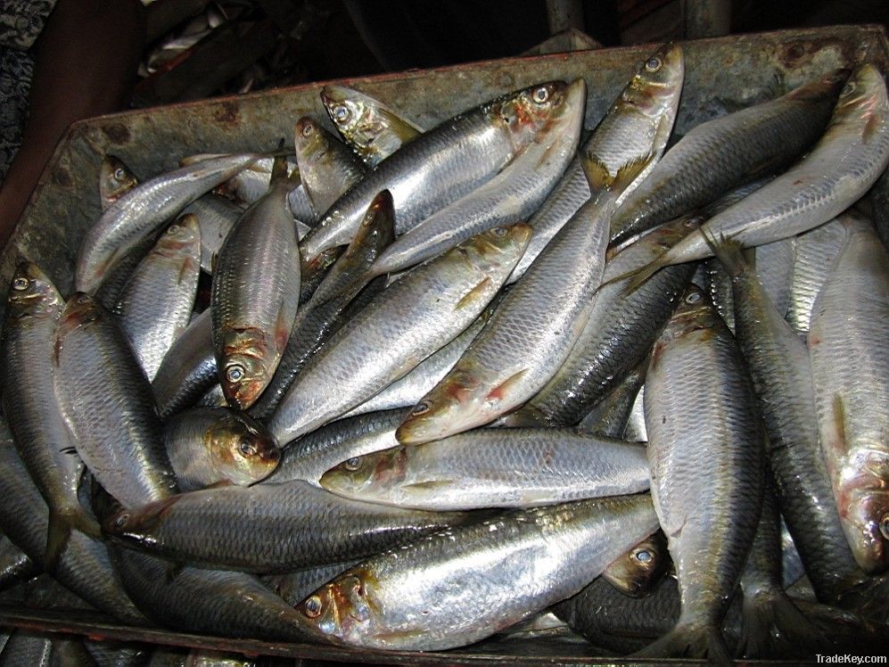 2011 NEW SARDINE