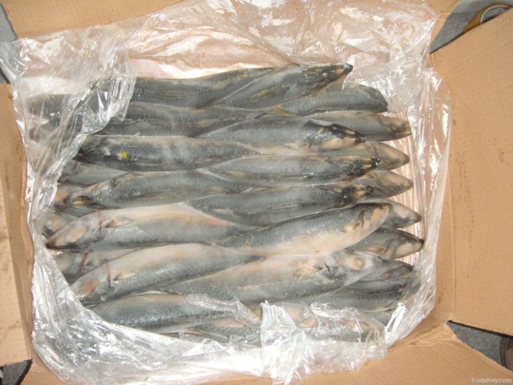 2011 CATCH MACKEREL