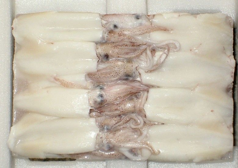 frozen squid