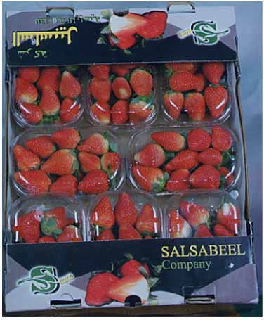 Salsabeel Strawberries