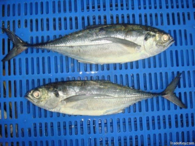 HORSE MACKEREL