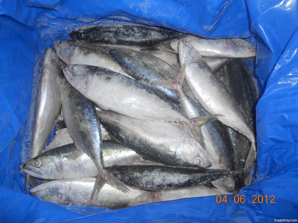 INDIAN MACKEREL