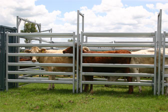 cattle panel