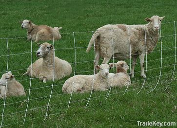 Field fence 3