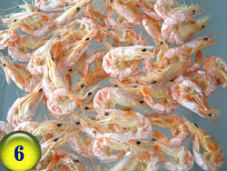 dried white shrimp