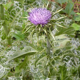 Milk thistle extract