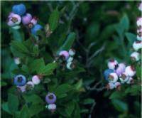 bilberry