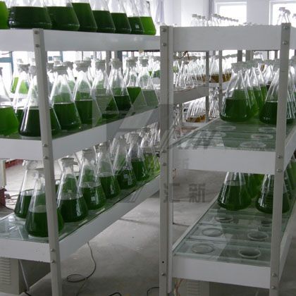 Algae Storage