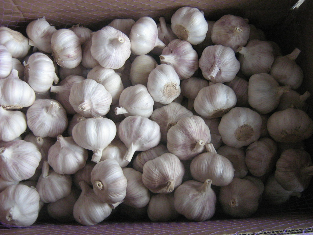 fresh garlic