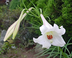 white lilies