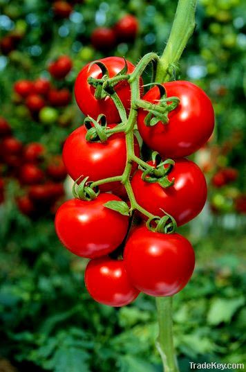 Fresh Tomato