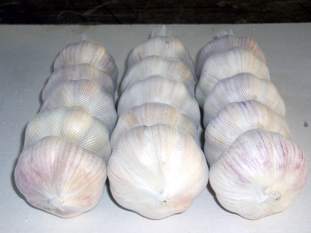 garlic