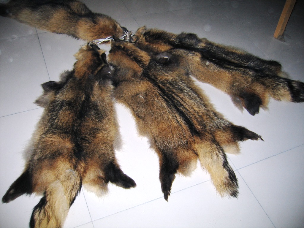 Raccoon Fur Skins
