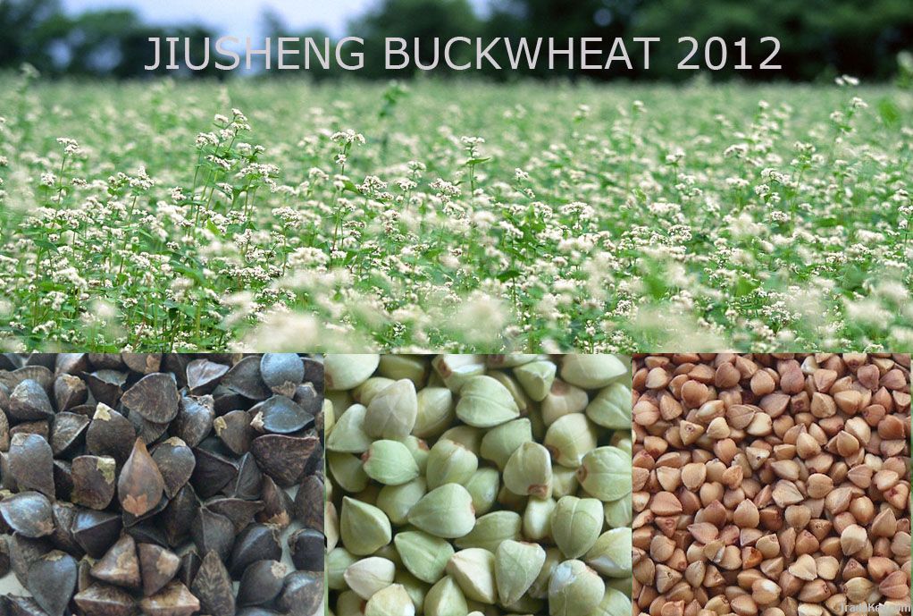 Buckwheat Groats, Raw or Roasted/ Inner Mongolia Origin