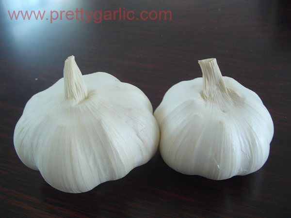 pure white garlic