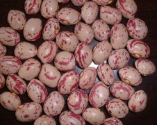 light speckle kidney beans round shape HPS