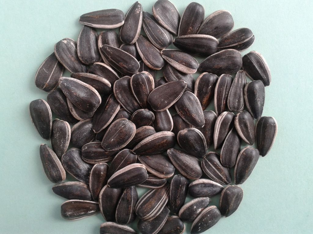 sunflower seeds 1121