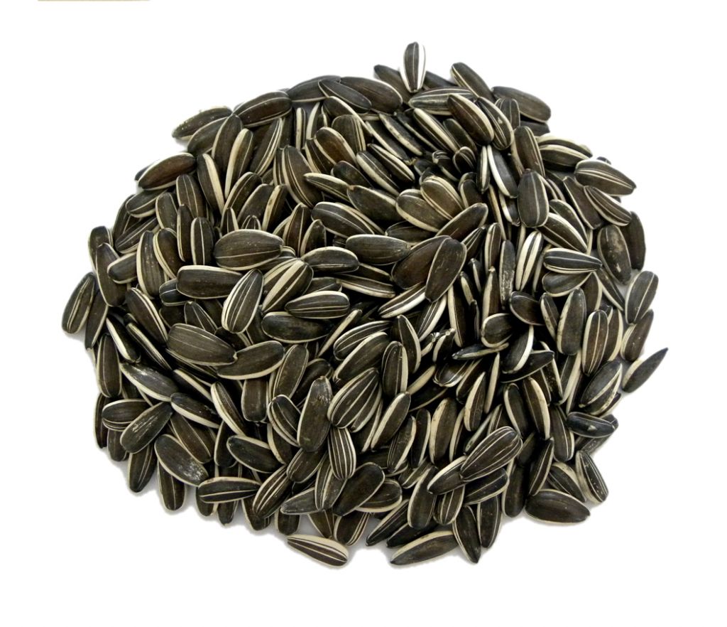 sunflower seeds 5009