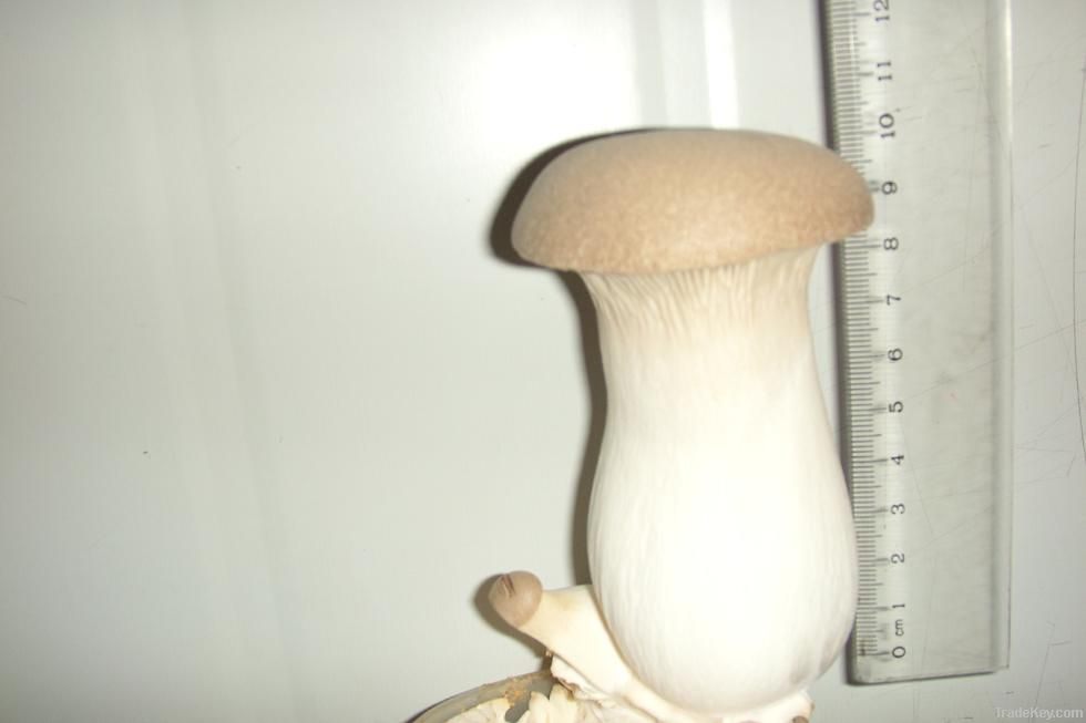 Pleurotus Eryngii, king oyster mushroom
