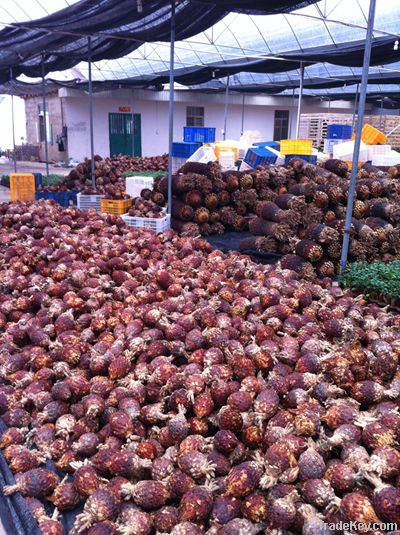 Cycas Revolute