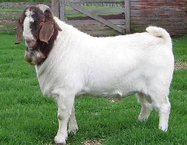 Boer, savanna and red boer goats