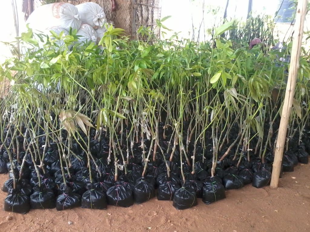 MANGO GRAFTED PLANTS 