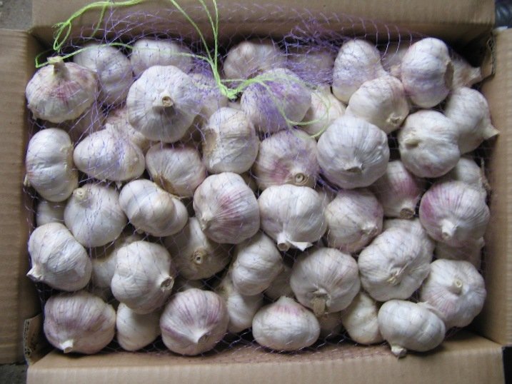 white garlic