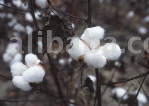 Raw Cotton