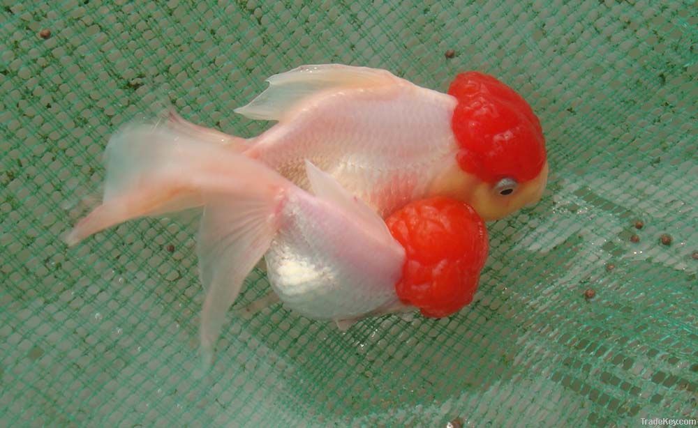 Goldfish Red Cap Oranda