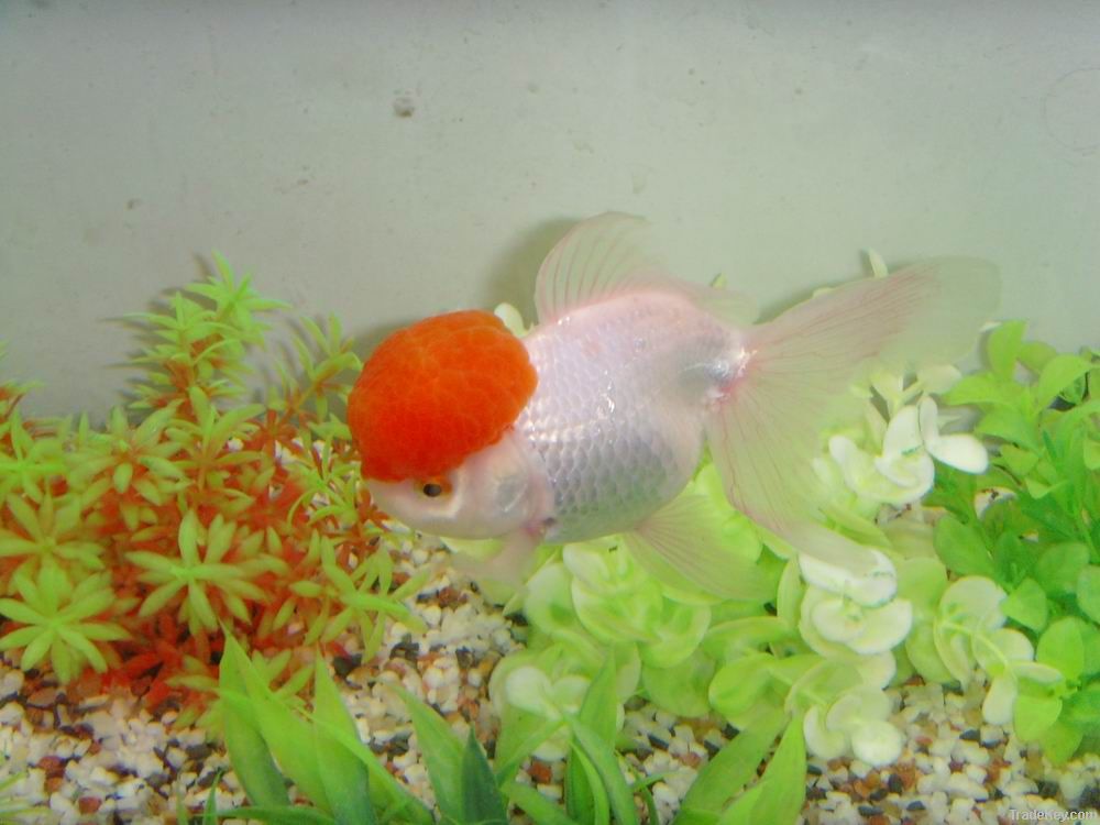 Goldfish Red Cap Oranda