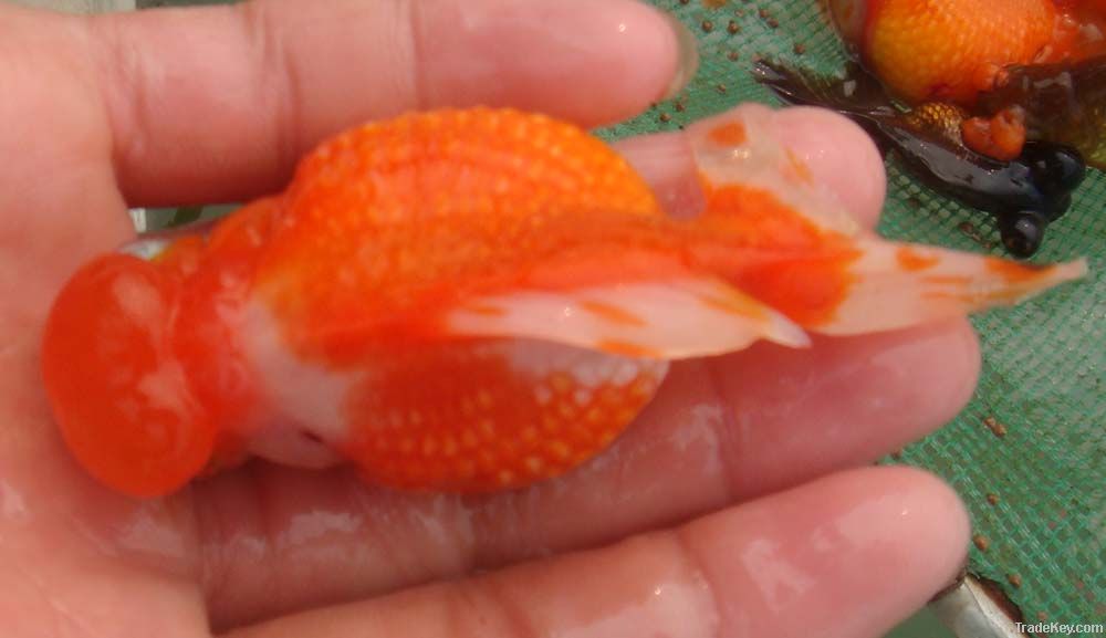 Crowned Pearlscale Goldfish
