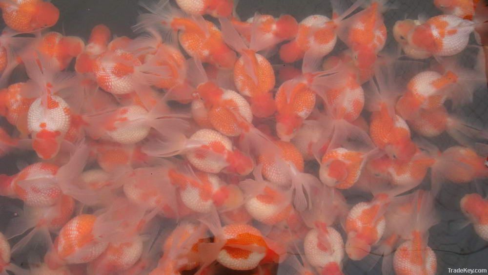 Crowned Pearlscale Goldfish