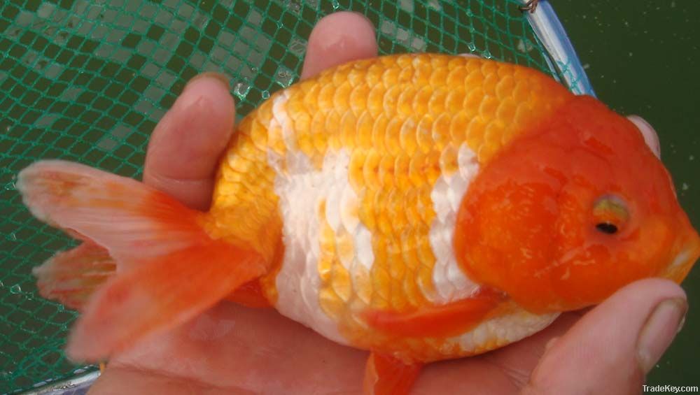 Ranchu Goldfish