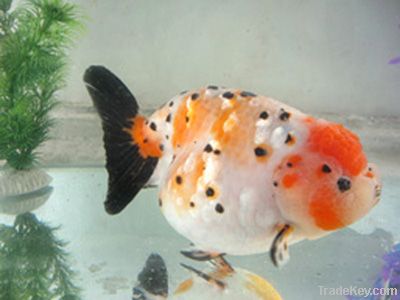 Goldfish Tigerhead