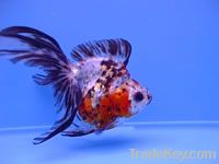  Fantail Goldfish