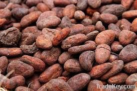 Organic Cocoa Beans