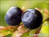 Bilberry Extract