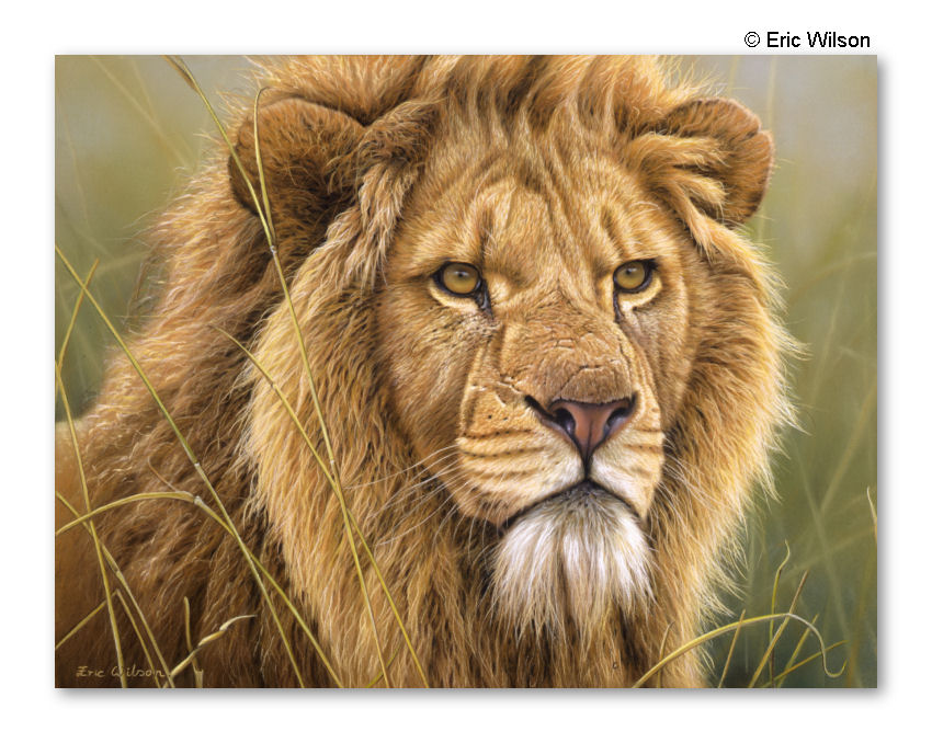 AFRICAN LION/oil painting